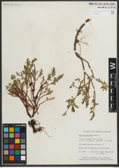 Foto von Salix myrtillifolia Anderson